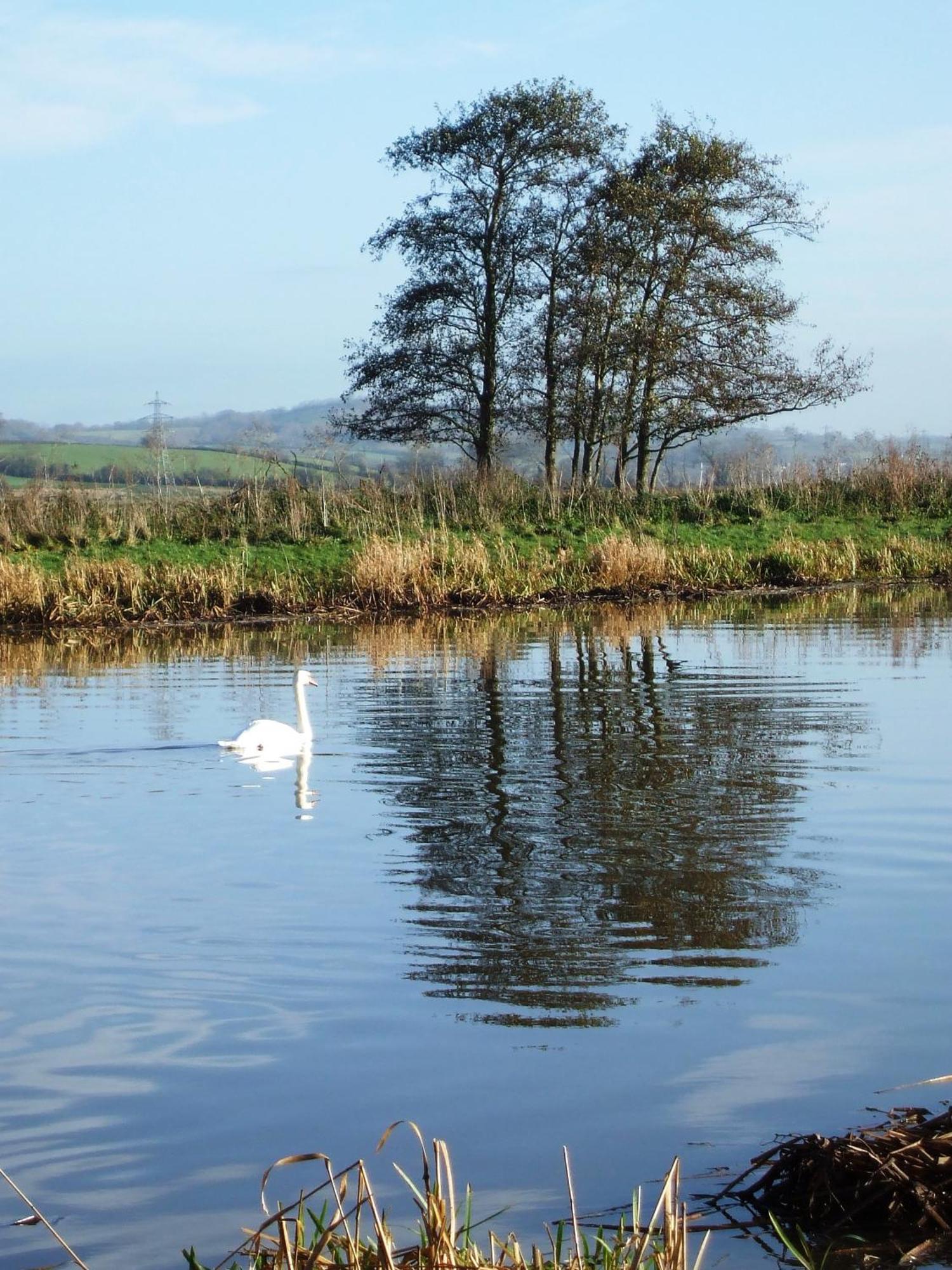 The Bower Inn Bridgwater Exteriér fotografie Swans on the River Wye